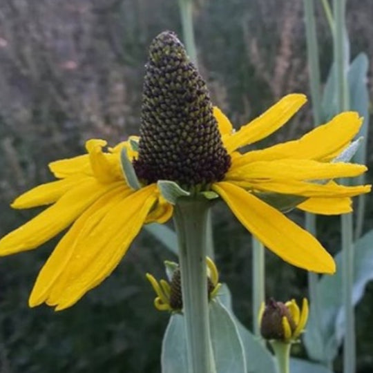 Rudbeckia maxima close up of yellow flower