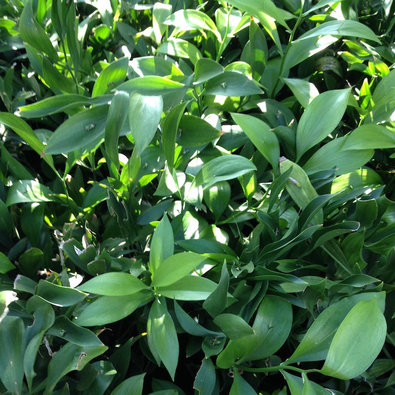 Ruscus leaf deals