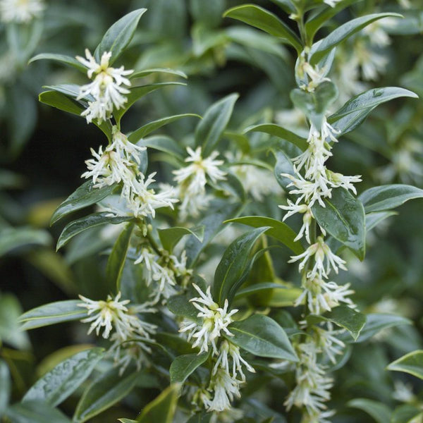 Sarcoccoca confusa