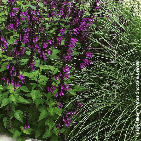 Salvia 'Amistad'