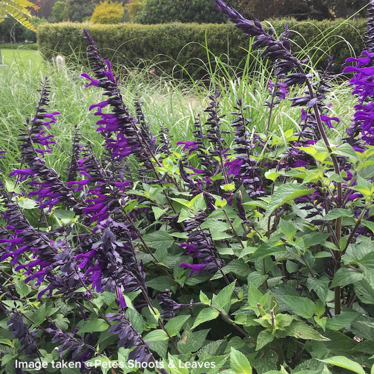 Salvia 'Amistad'