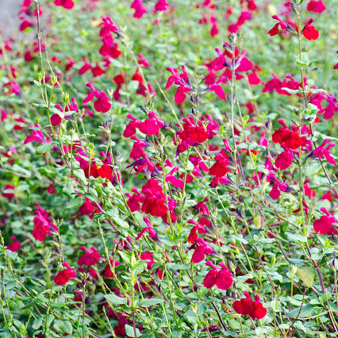 Salvia microphylla 'Killer Cranberry'