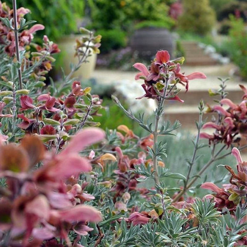 Salvia lanceolata