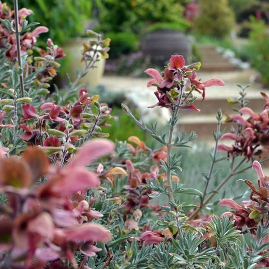Salvia lanceolata