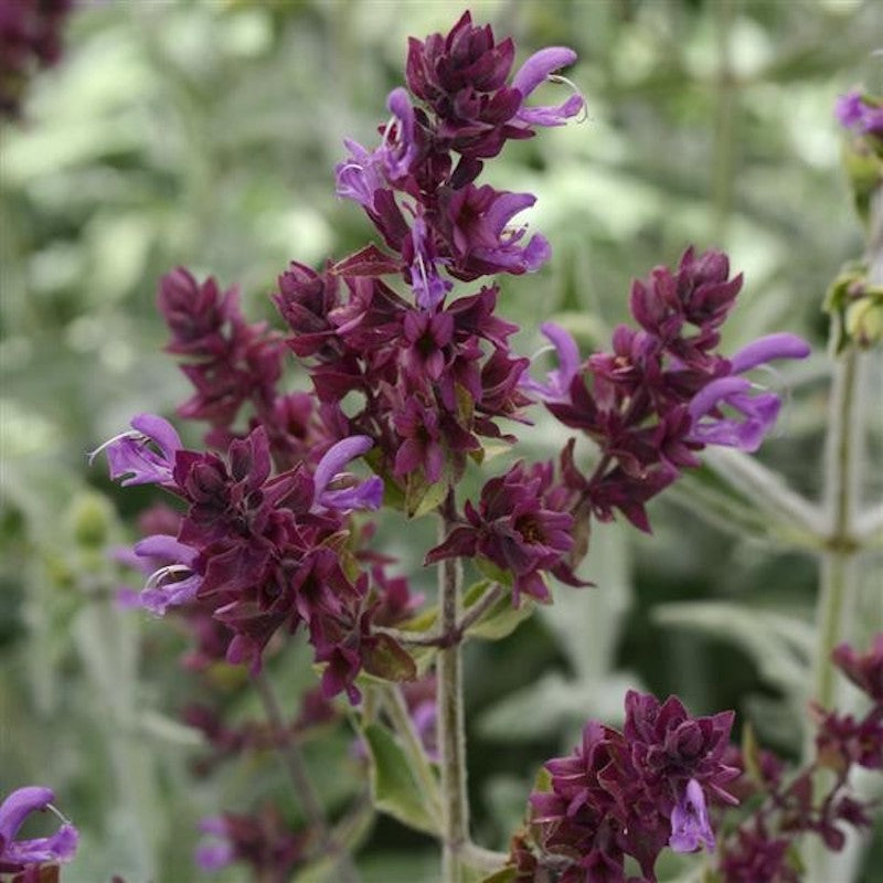 Salvia canariensis 'Lancelot'