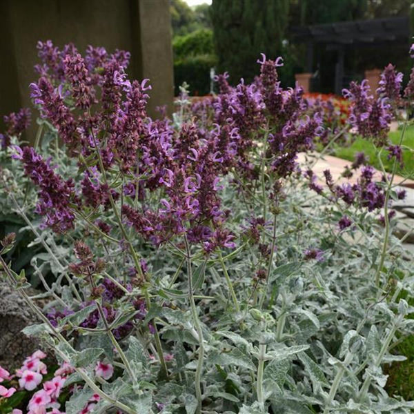 Salvia canariensis 'Lancelot'