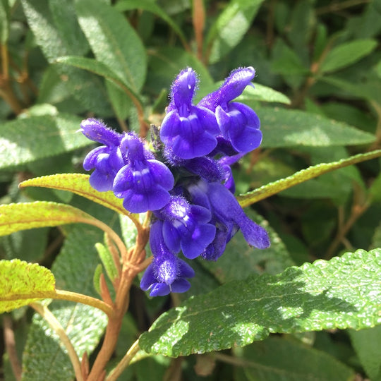 Salvia corrugata