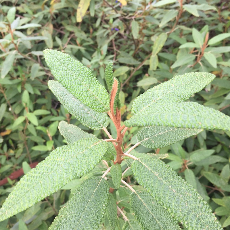 Salvia corrugata