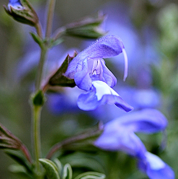 Salvia muirii