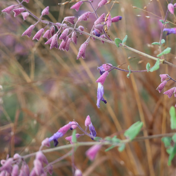 Salvia semiatrata