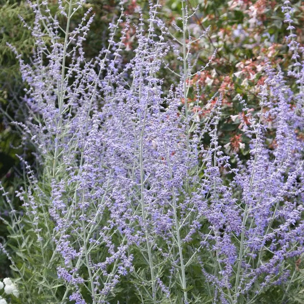 Salvia yangii 'Blue Spire' (syn. Perovskia atriplicifolia)