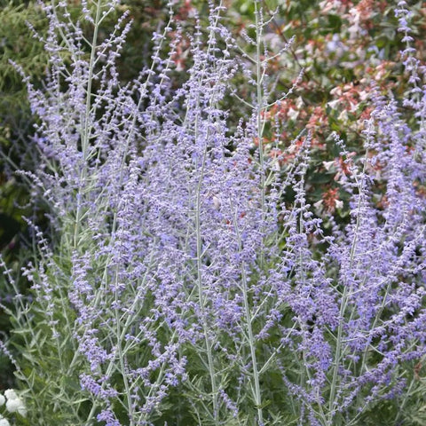 Salvia yangii 'Blue Spire' (syn. Perovskia atriplicifolia)