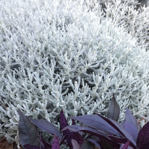 Santolina chamaecyparissus_foliage close up