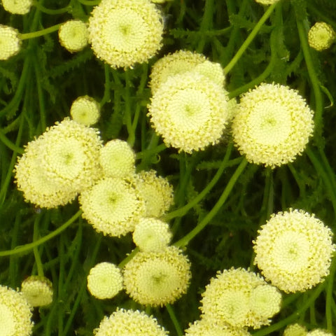 Santolina rosmarinifolia 'Primrose Gem'