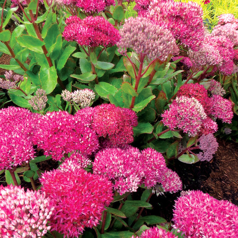 Sedum 'Birthday Party'