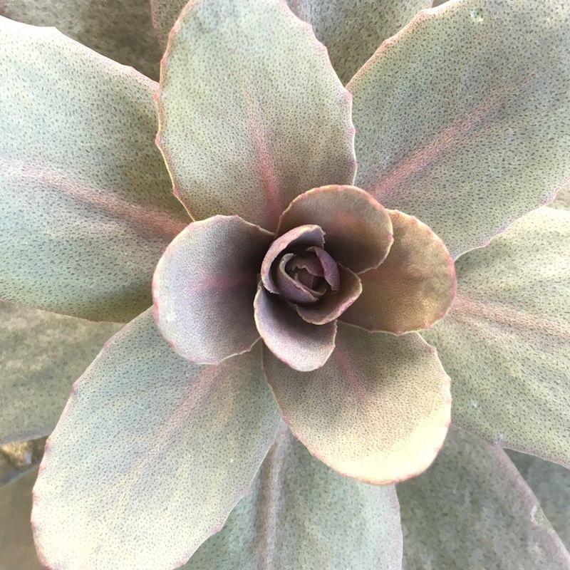 Sedum 'Desert Black'