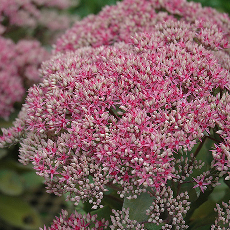 Sedum 'Mr Goodbud'