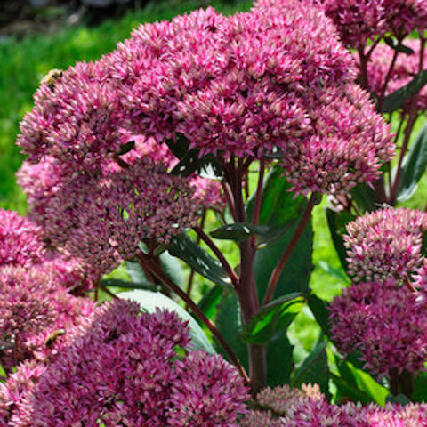 Sedum 'Mr Goodbud'