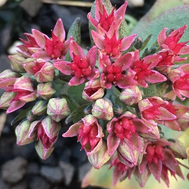 Sedum 'Thunder Head'