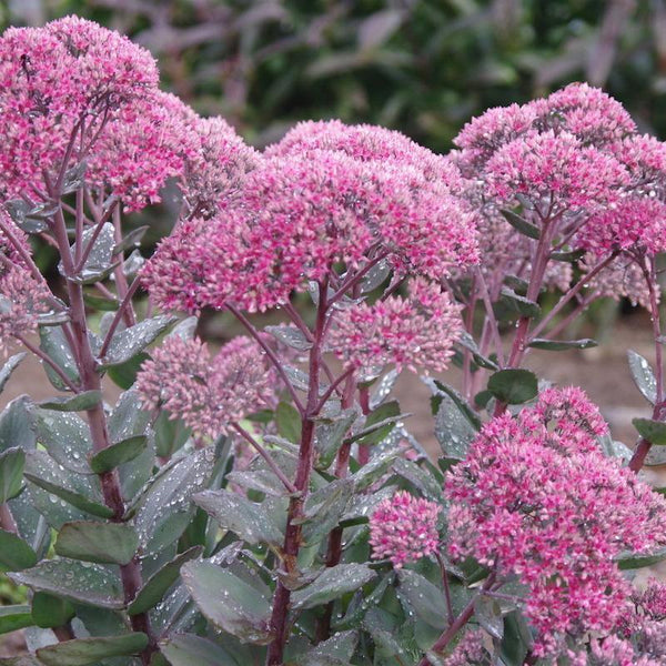 Sedum 'Thunder Head'