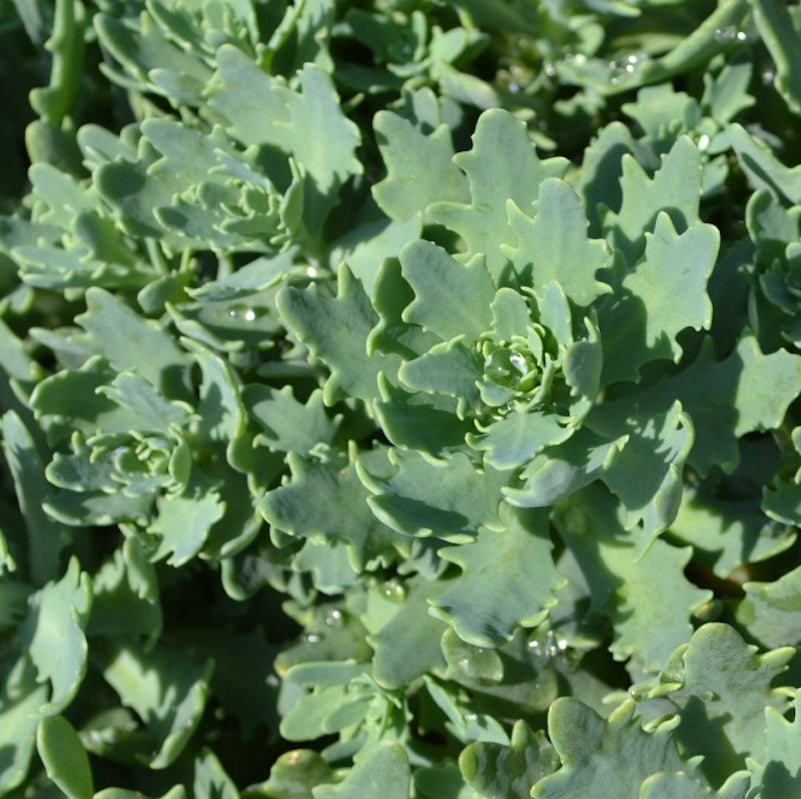 Sedum telephinium 'Thunder Cloud'