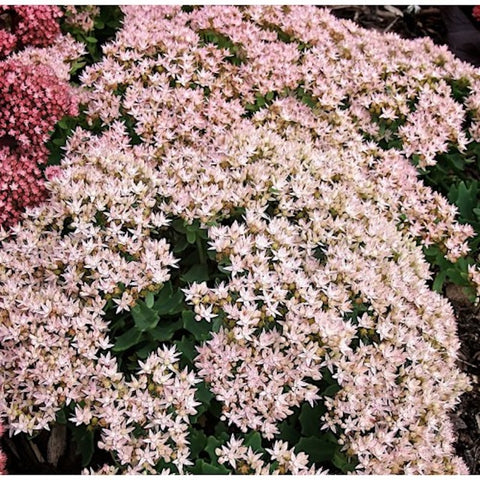 Sedum telephinium 'Thunder Cloud'