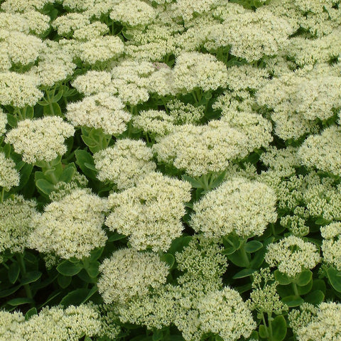 Sedum (Hylotelephium) spectabile 'Iceberg'