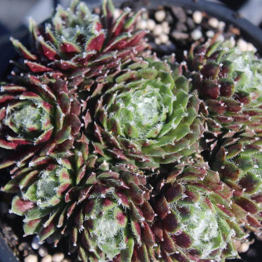 Sempervivum arachnoideum Hybrid