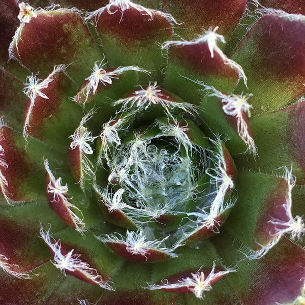 Sempervivum arachnoideum Hybrid