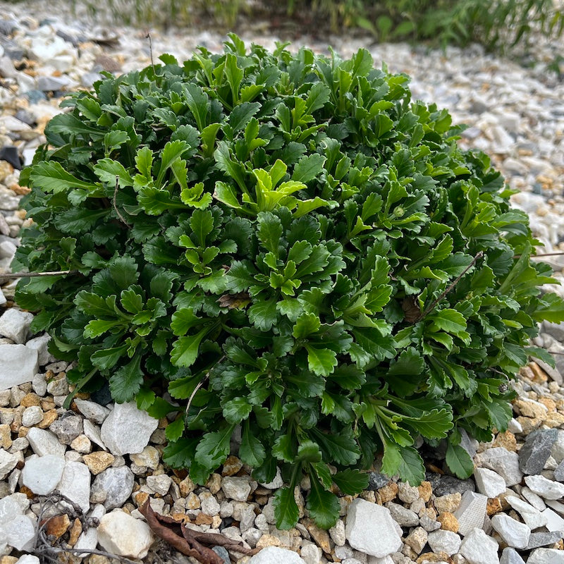 Sixalix farinosa