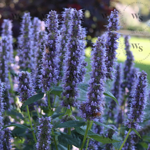 Agastache Blue Fortune Perennials