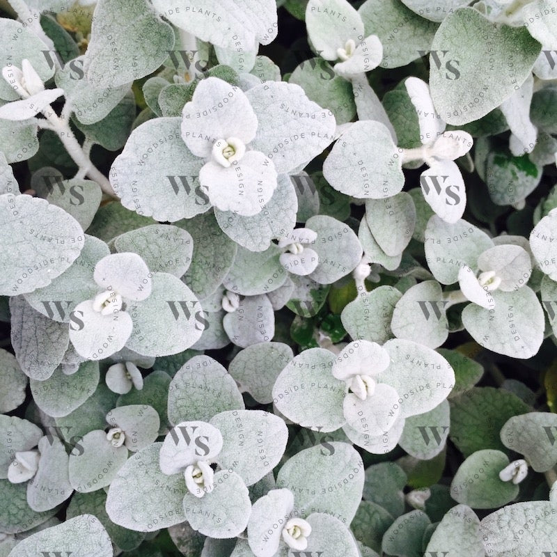 Ballota Pseudodictamnus