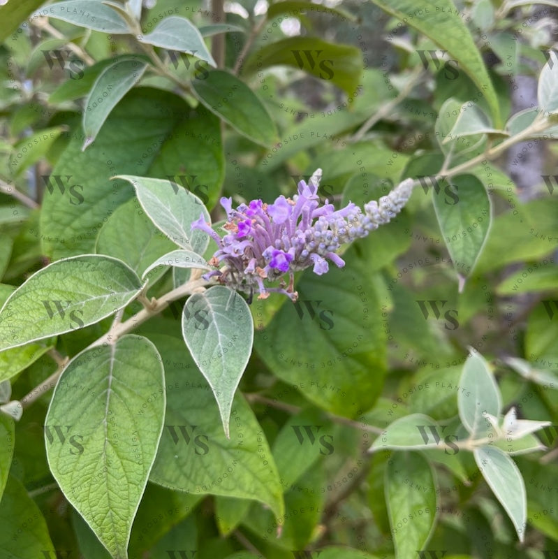 Buddleja Curviflora Perennials