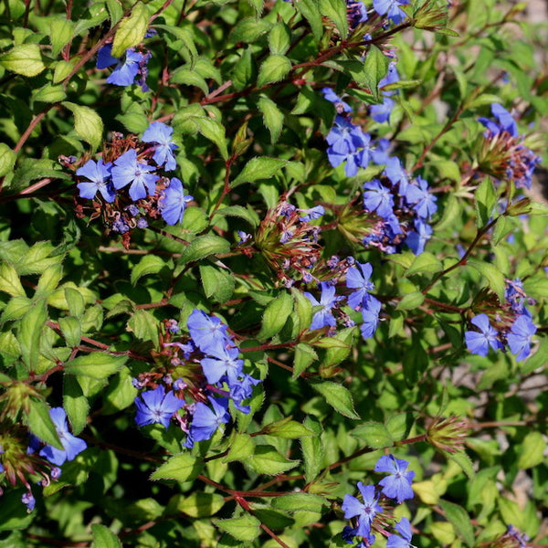 Ceratostigma willmottianum 'Forest Blue'