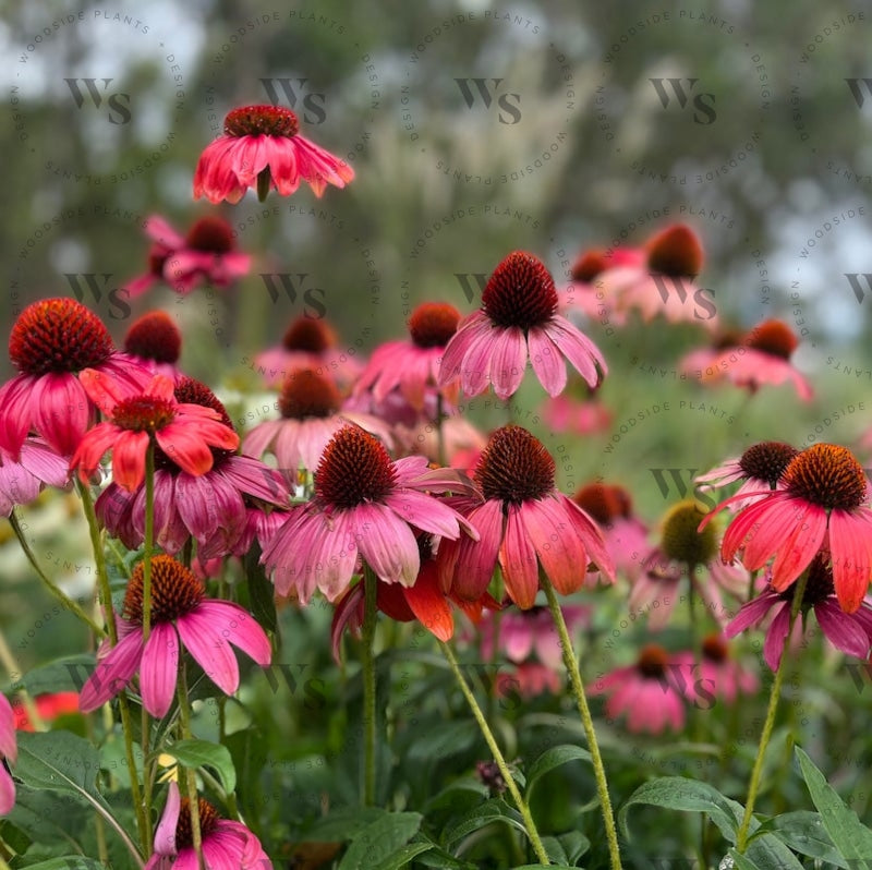 Echinacea Cheyenne Spirit Perennials