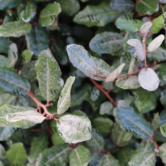 Elaeagnus Pungens Shrubs