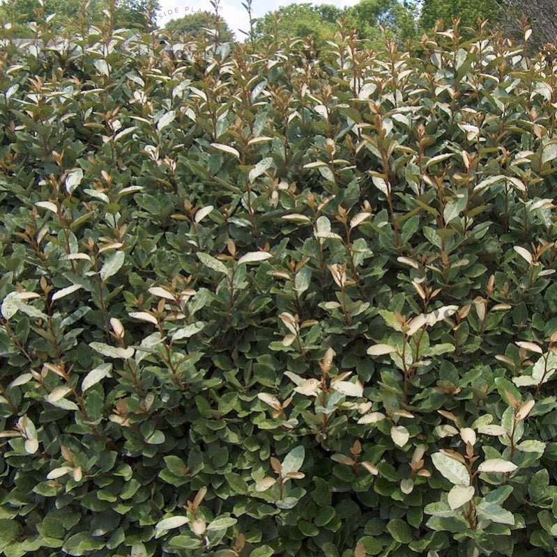 Elaeagnus Pungens Shrubs