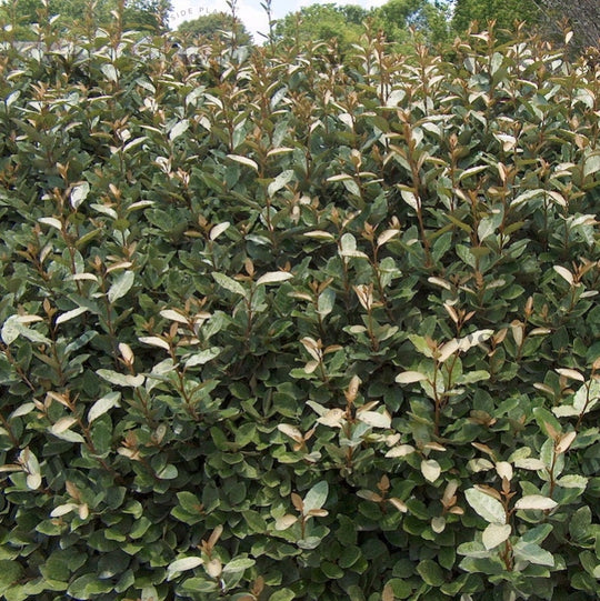 Elaeagnus Pungens Shrubs