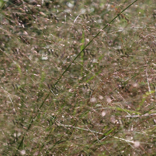 Eragrostis Spectabilis