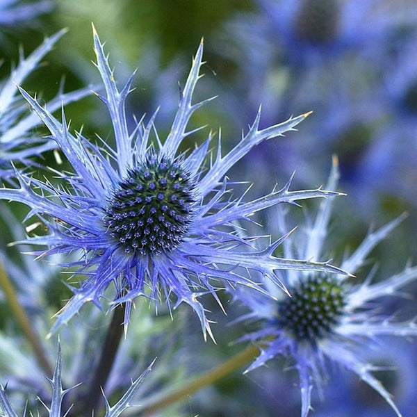 Eryngium x zabelii 'Violetta'