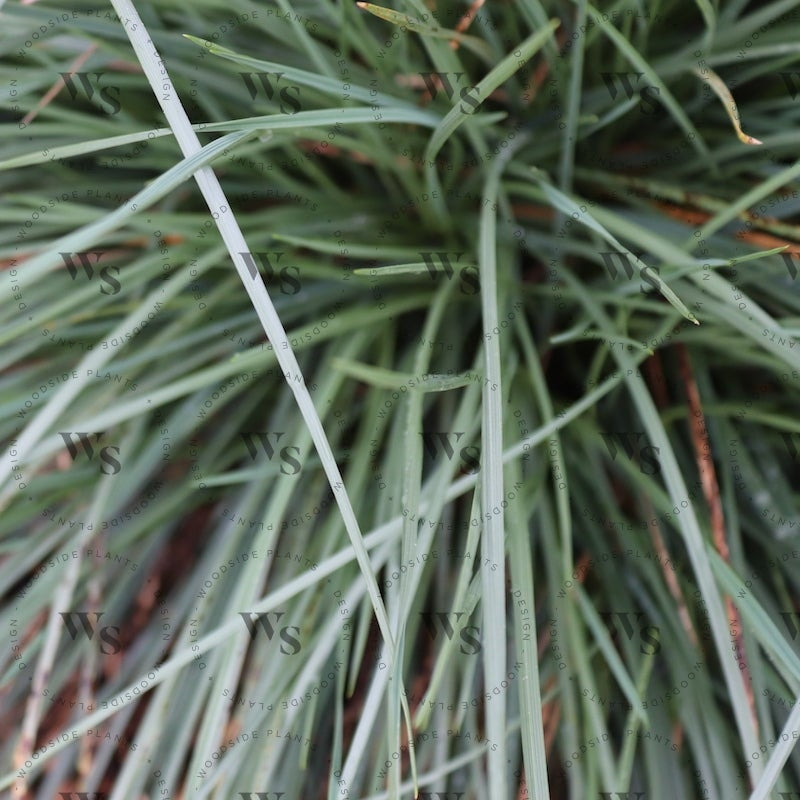 Festuca Mairei Ornamental Grasses