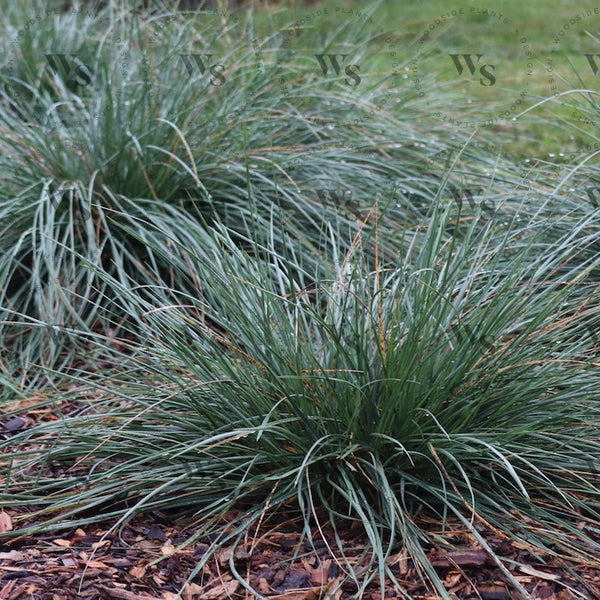 Festuca Mairei Ornamental Grasses