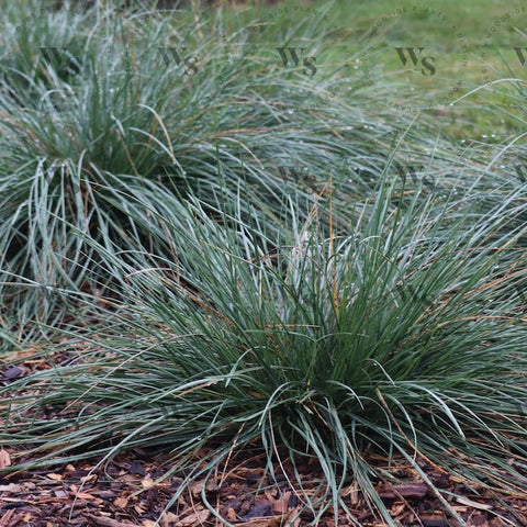 Festuca Mairei Ornamental Grasses