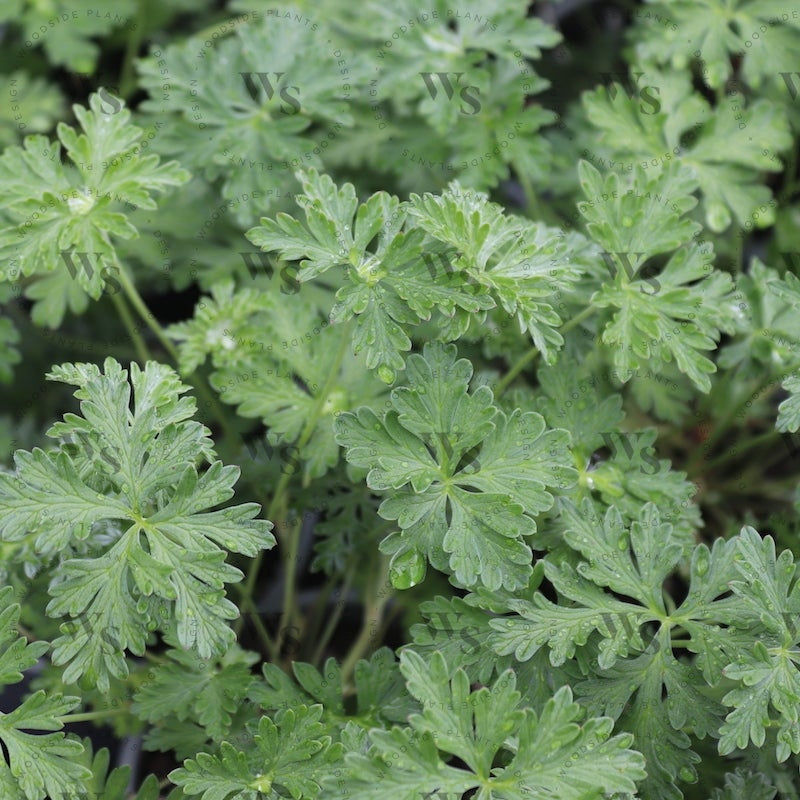 Geranium 'Silver Cloak' close up of leaves