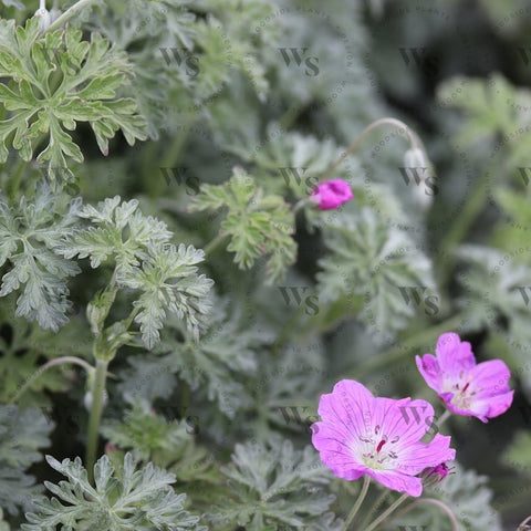 Geranium Silver Cloak