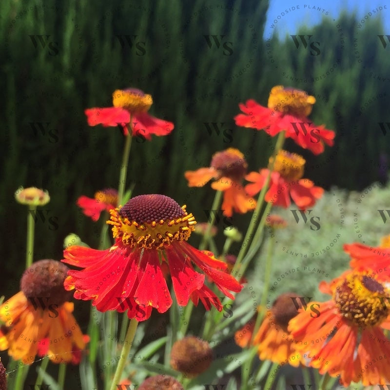 Helenium Autumnale Moerheim Beauty