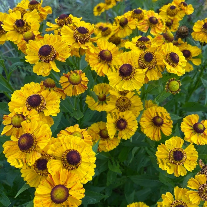 Helenium Autumnale Zimbelstern  Perennials