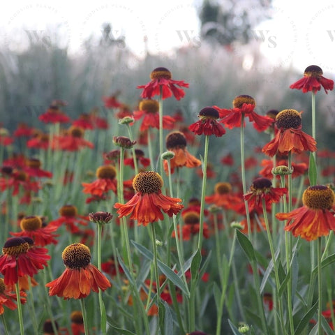 Helenium Dunkle Pracht