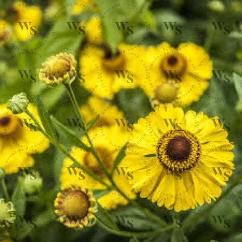 Helenium July Sun