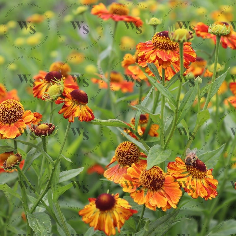 Helenium 'Riverton Gem' – Woodside Plants and Design